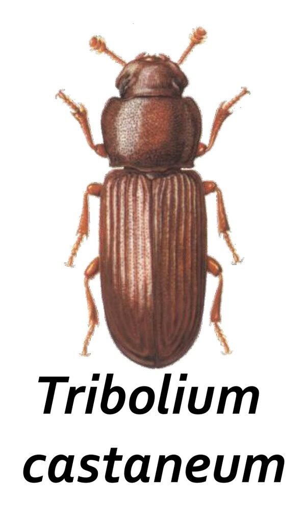 Tribolium (Tribolium castaneum), ravageur secondaire des produits transformés